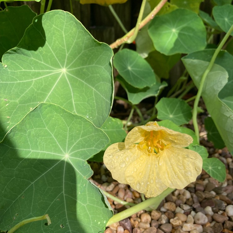 plant image 1688633 plant image 1688633