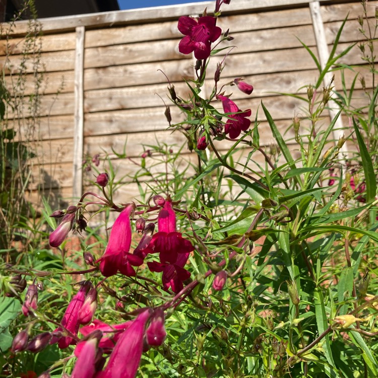 plant image 1688634
