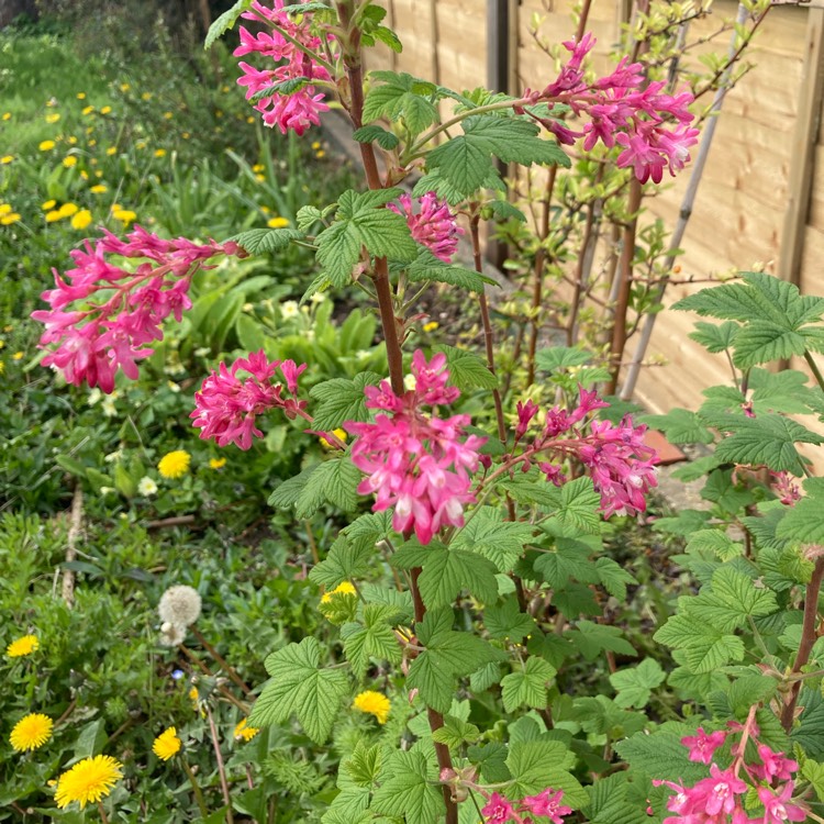 plant image 1704724