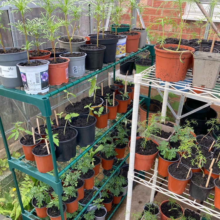 plant image 1706341 plant image 1706341