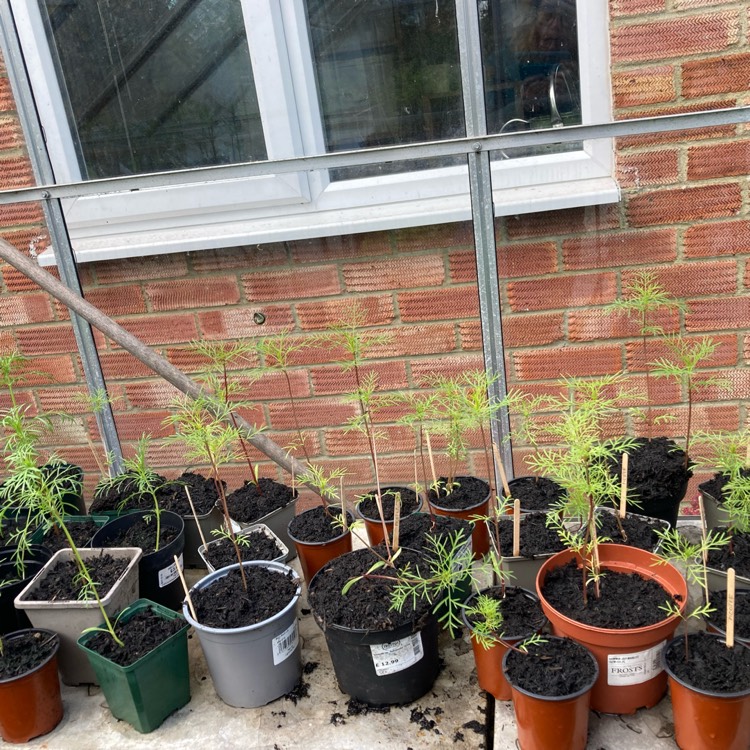 plant image 1706343 plant image 1706343