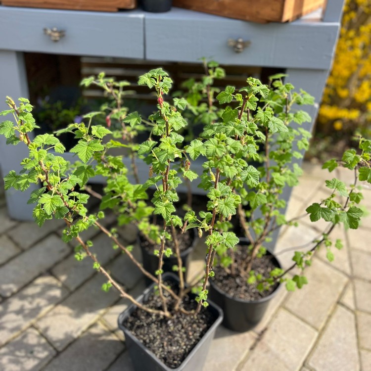 plant image 1708057
