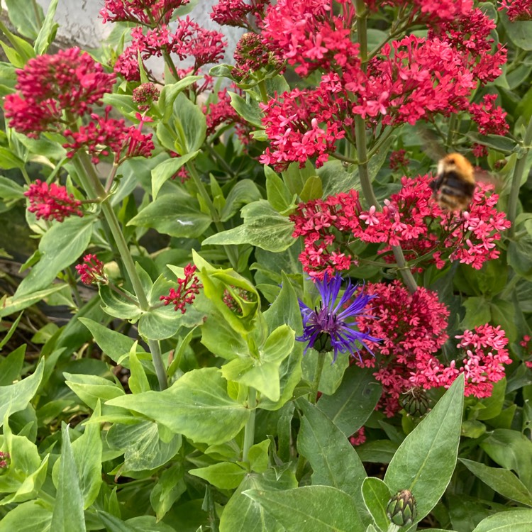 plant image 1709573 plant image 1709573