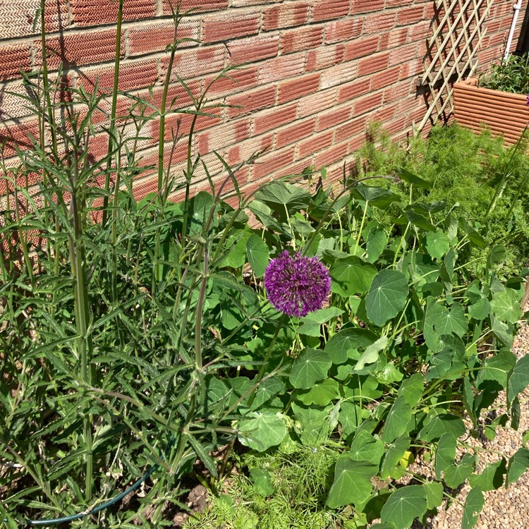 plant image 1711308 plant image 1711308