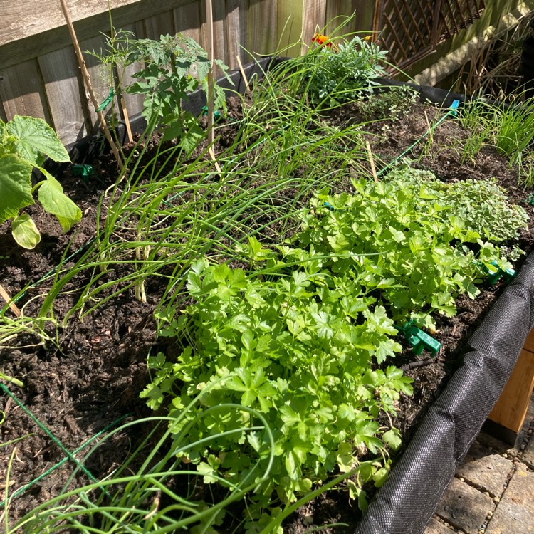 plant image 1713327