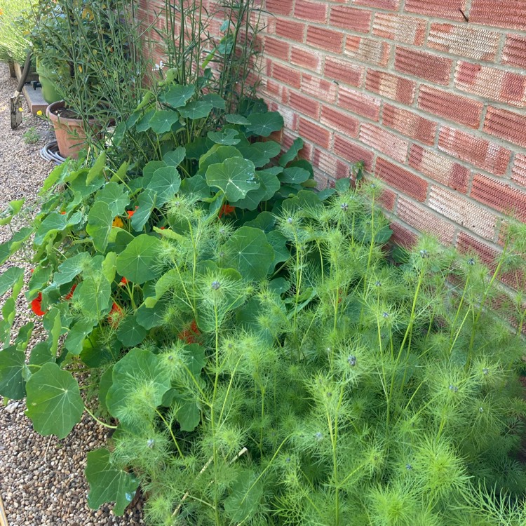 plant image 1713328 plant image 1713328