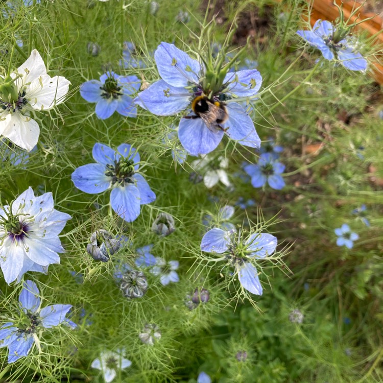 plant image 1714471 plant image 1714471