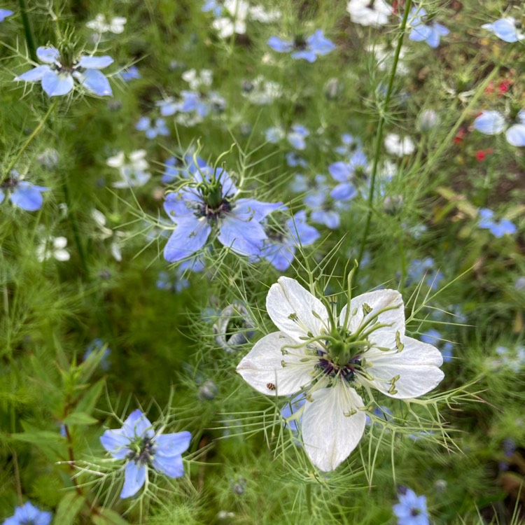 plant image 1714473 plant image 1714473