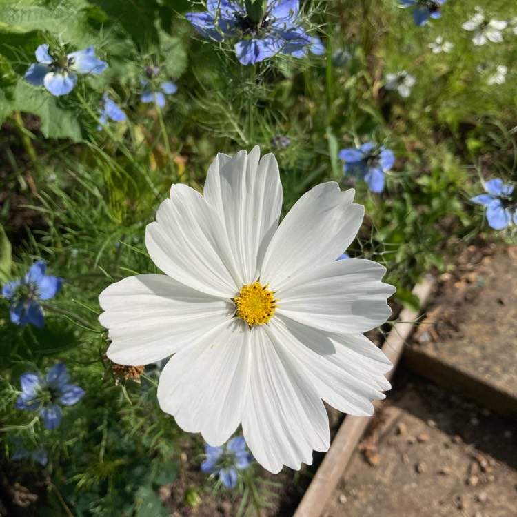 plant image 1714474 plant image 1714474