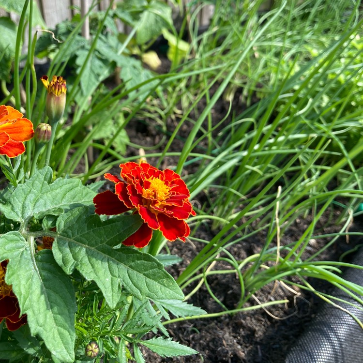 plant image 1714478 plant image 1714478