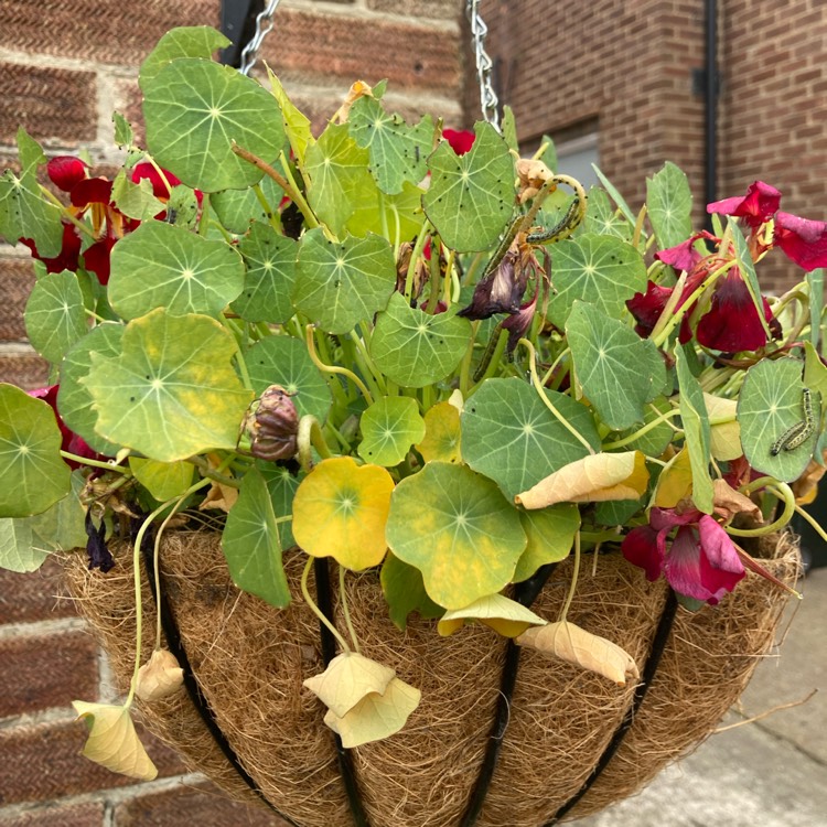 plant image 1715284 plant image 1715284