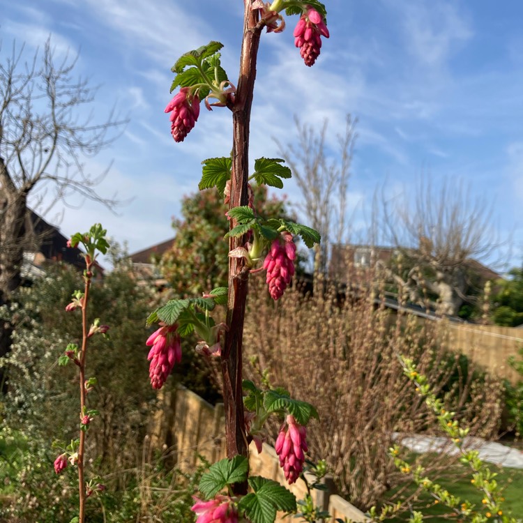 plant image 1731655