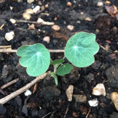Tropaeolum majus