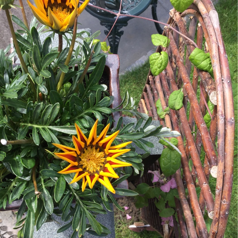 Plant image Gazania rigens Big Kiss 'Yellow Flame'