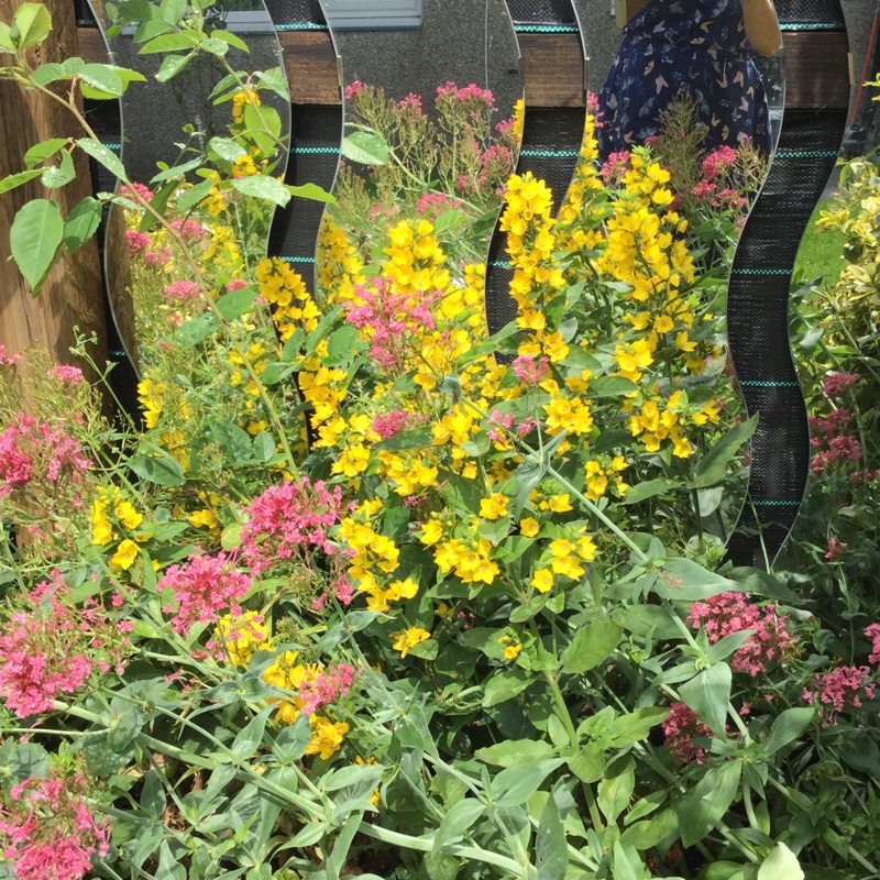 Carmen's garden
