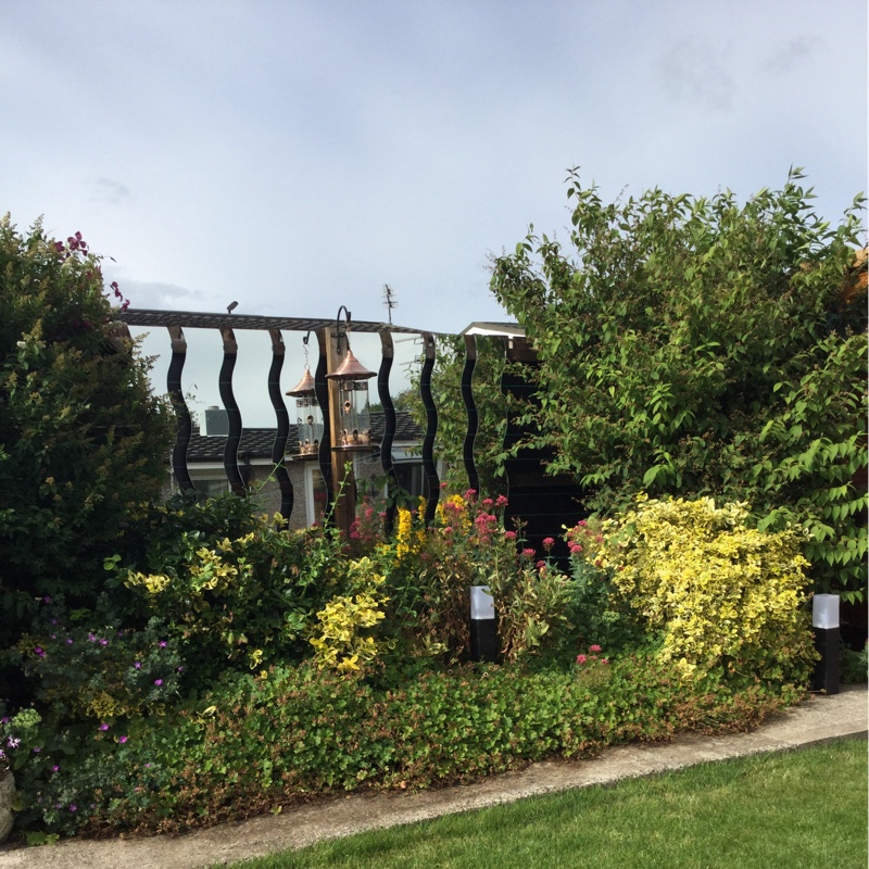 Carmen's garden