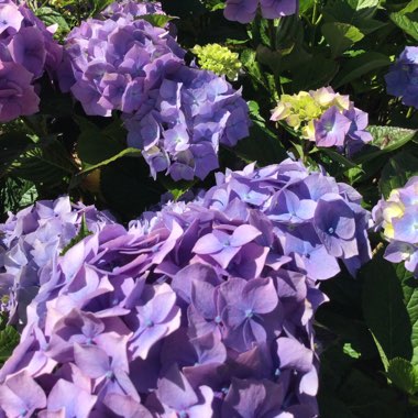 Hydrangea