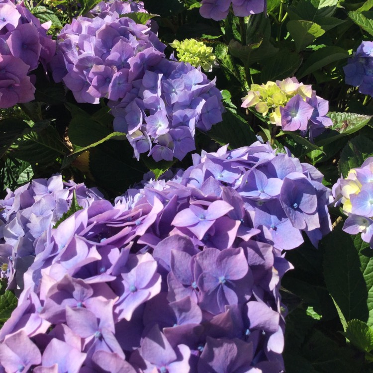 plant image 598636
