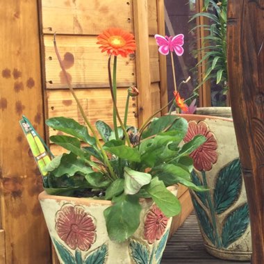 Gerbera 'Garvinea'