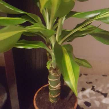Happy Plant