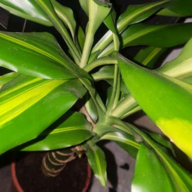 Happy Plant