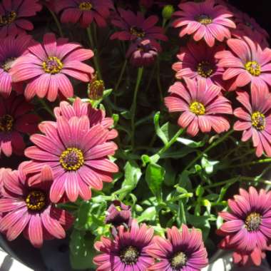 Carmen's garden