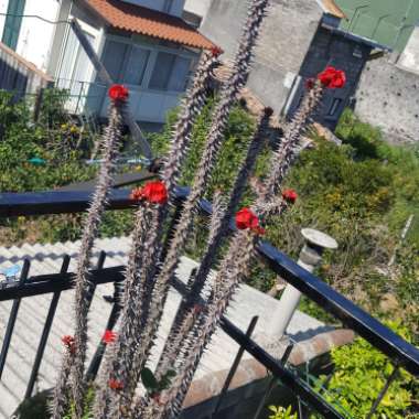 Carmen's garden
