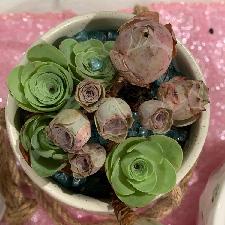 plant image 1162709