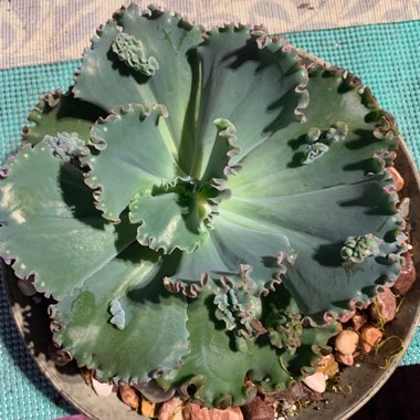 Carmen's garden