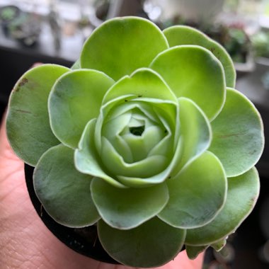 Carmen's garden