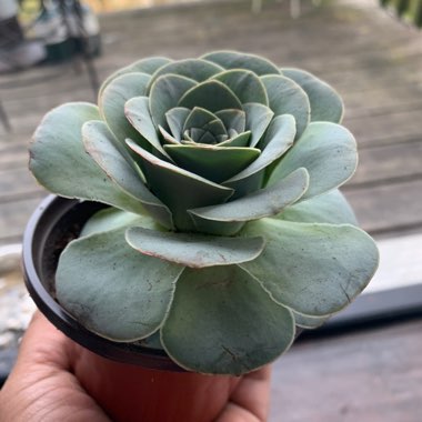 Carmen's garden