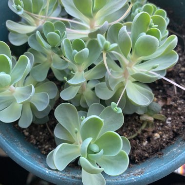 Carmen's garden