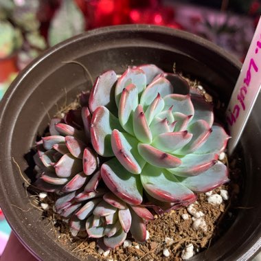 Carmen's garden