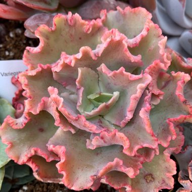 Carmen's garden