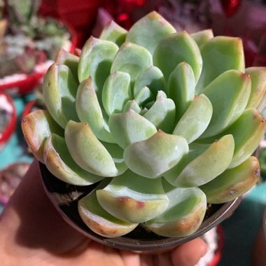 Carmen's garden