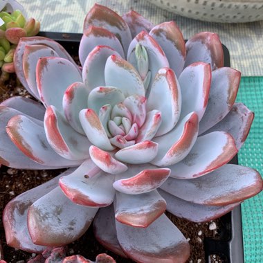 Carmen's garden