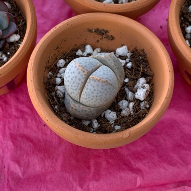 Carmen's garden