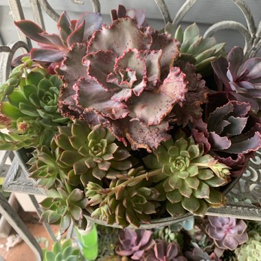 Carmen's garden