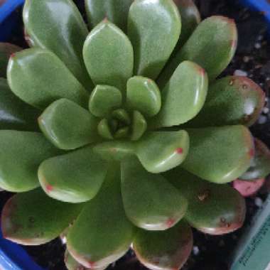 Graptoveria 'Bashful'