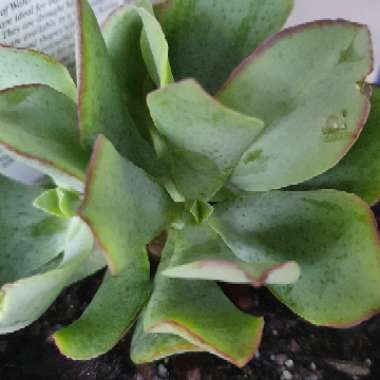 Crassula 'Bluebird'