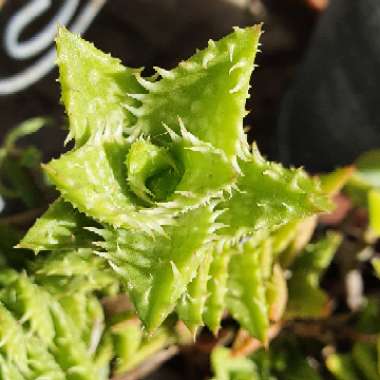 Tiger Tooth Aloe