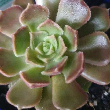 Echeveria 'Brown Rose'