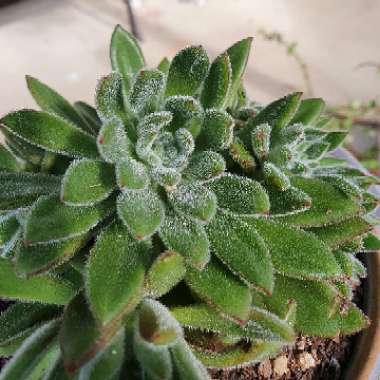 Echeveria 'Set Oliver'