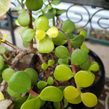 Elephant Bush