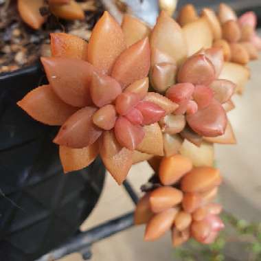 Graptosedum 'Bronze'