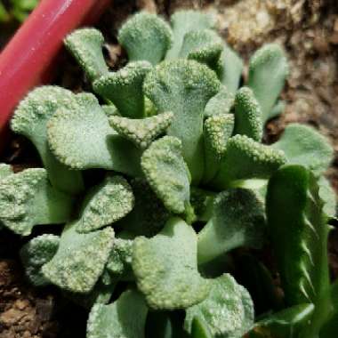 Titanopsis Calcarea (Living Jewel)