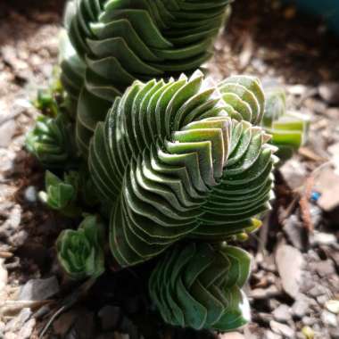 Crassula 'Buddha's Temple'