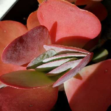 Paddle Plant