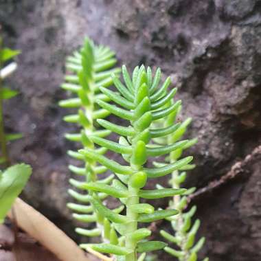 C's garden