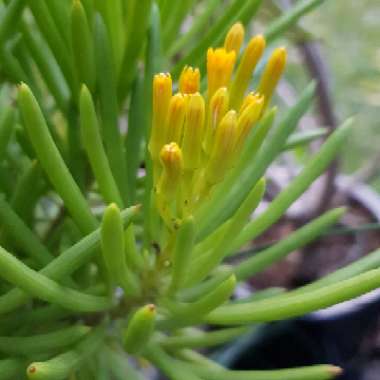 Barberton Groundsel
